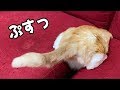 なんか猫が刺さってました