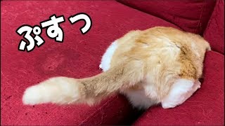 なんか猫が刺さってました