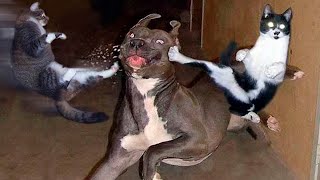 Hilarious Animal Antics: A Compilation of Laugh-Out-Loud Pet Fails! #18