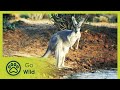 Wildest australia  go wild