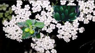 😱এত সুন্দর আমার🏕গ্রামের সৌন্দর্য🥰 #viral #trending #flowers #love #wow #subscribe #longvideo #follow by 🏕আমার গ্রামের সৌন্দর্য🥰 24 views 1 month ago 2 minutes, 40 seconds