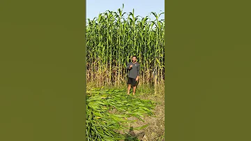 Best Jowar Results Good Height Of Green Feed A2cow Aarogyadairy Cowfeed 
