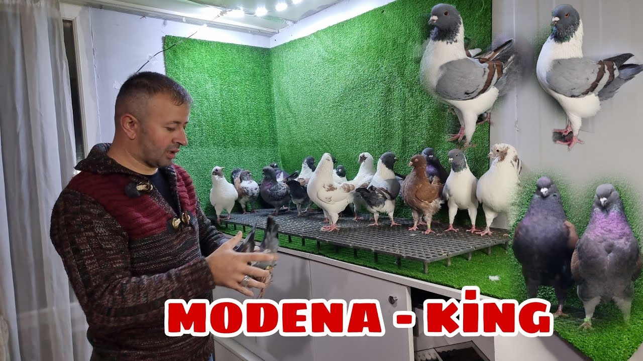 BOMBA KUŞLAR  SAĞLAM KUTU AÇILIMI  VE ÖZLEM BİTTİ ŞÜKÜR SİZLERLEYİM