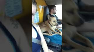 Penske Moving Truck with Pets! 2 cats, 1 dog & Newlyweds