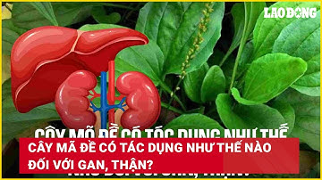 Cây mã đề có tác dụng như thế nào đối với gan, thận? | Báo Lao Động