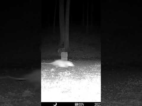 Circling Possums. #wildlife