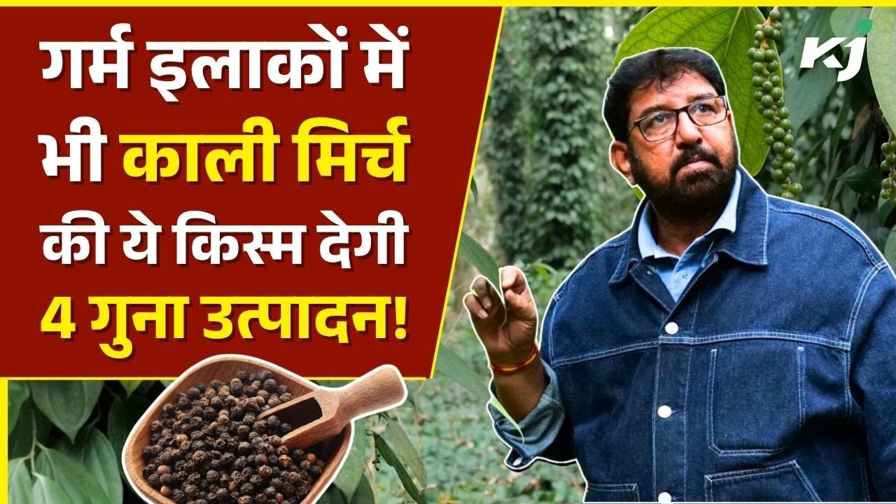 काली मिर्च (Black Pepper) की नई किस्म MDBP 16: 4 गुना उत्पादन और मैदानी इलाकों में भी खेती संभव!