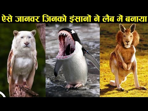 वीडियो: अमेरिकी बुलडॉग बनाम मुक्केबाजों