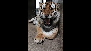 صوت النمر وتأمله عن قرب The Sound Of The Tiger And Its Close Contemplation 