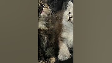 #cute #cat #cats #bumblebee bumble bee 🐝