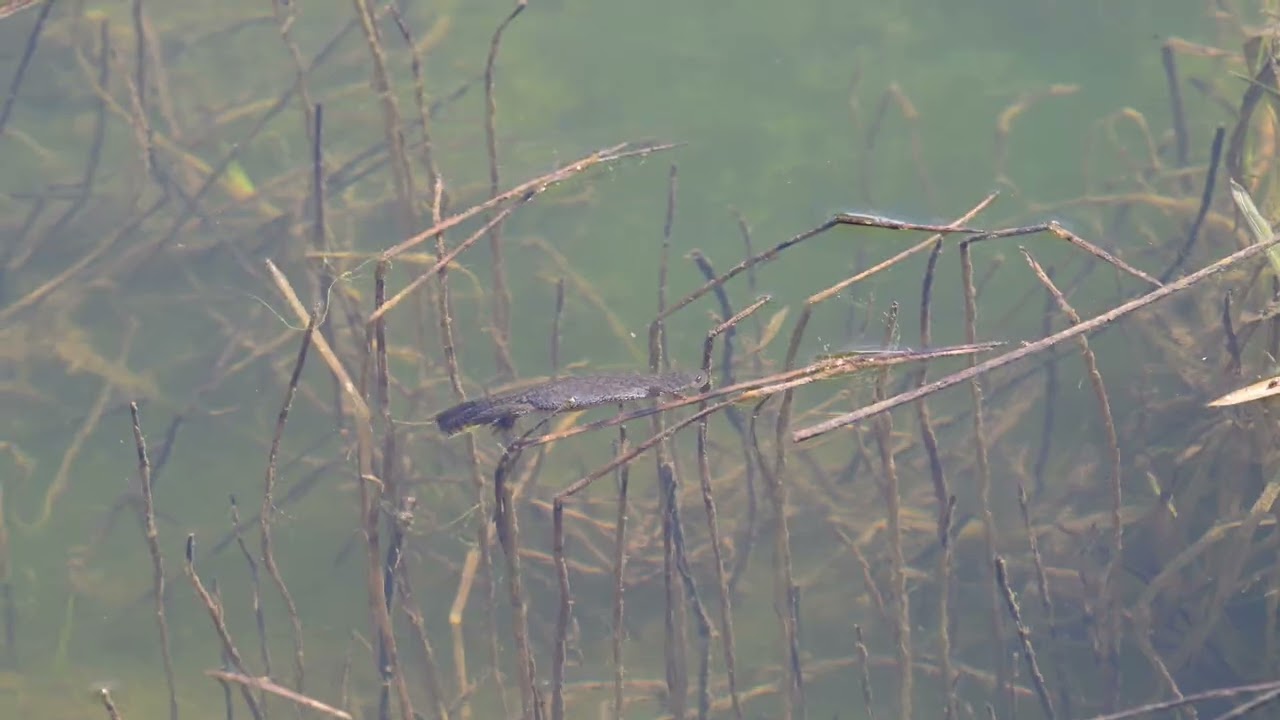 Alpine Newt (Ichthyosaura alpestris) in Herzegovina