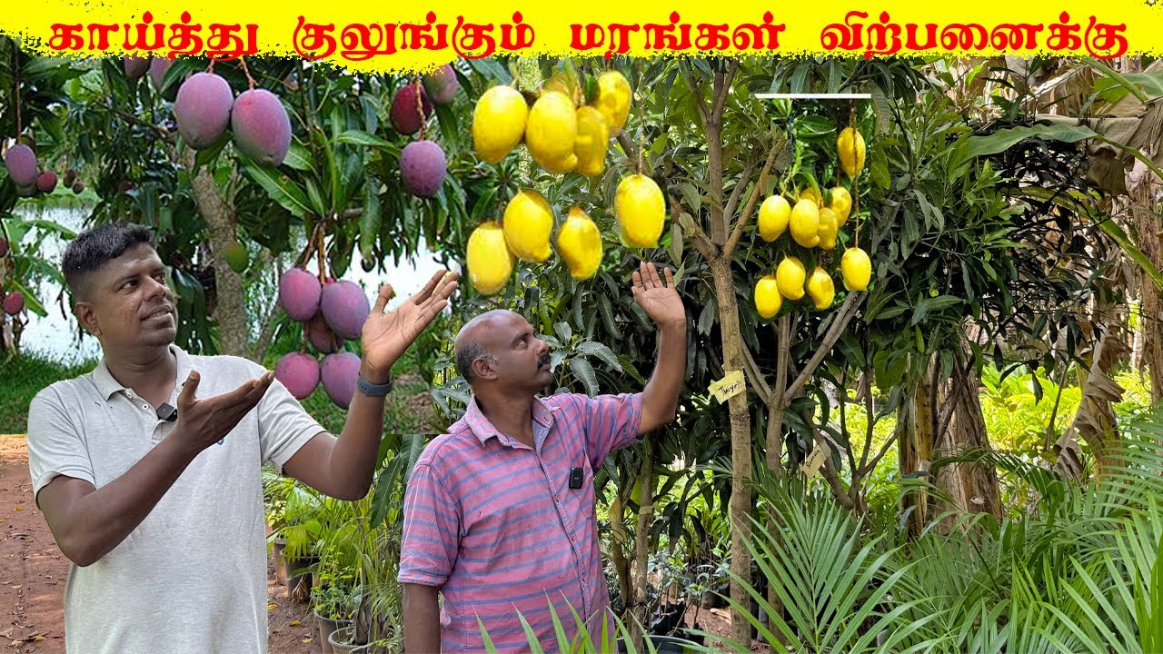 யாழில் காய்த்து குலுங்கும் மரங்கள் விற்பனைக்கு! Jaffna  youtubers | canada Tamil  Vlog