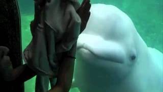 Without You! (Tribute to a future trainer)