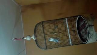 Lovebird ngekek panjang blue series