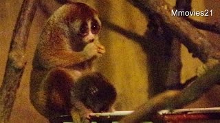 Slow Loris Baby~スローロリスの赤ちゃん　授乳