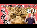 【エキゾチックショートヘアーの魅力紹介！】飼いやすさ、性格、病気、寿命について猫ブリーダーが解説します！