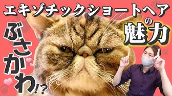 エキゾチックショートヘア Youtube