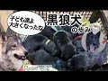 【黒い狼犬】産まれてからの成長動画【玉犬/呪術廻戦】