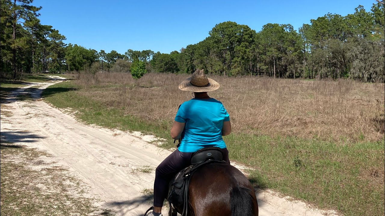 Horseback riding at Lake Louisa State park YouTube