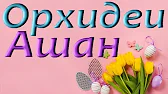 Орхидеи,узамба́рские фиалки,Самара🌺