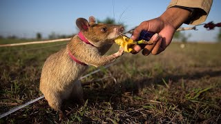 Маленький, но очень умный зверек, который во многом похож на нас! КРЫСА - интересные факты