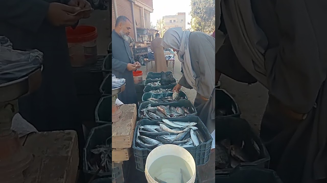 توكلت على الله اليوم الاحد 16/2/2026 السمك وصل طازه بيلعب من المزرعه#اسماك