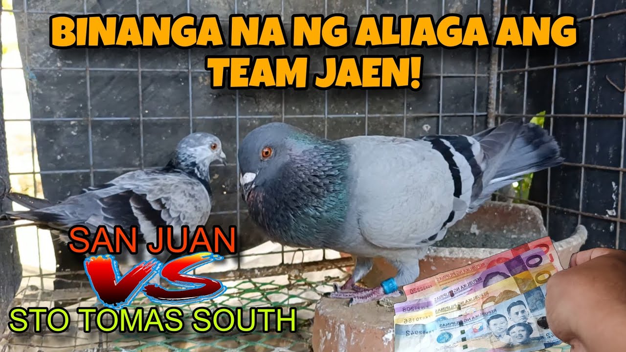 BINANGA NG ALIAGA ANG TEAM JAEN | STO TOMAS SOUTH VS SAN JUAN! | KARERA NG KALAPATI