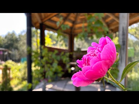 Життя на дачі вирує☺️