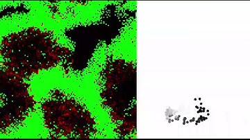 Predator Prey System