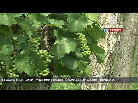 IL FVG APRE LE SUE CANTINE: VENDEMMIA TURISTICA PER FAMIGLIE E APPASSIONATI | 10/08/2025