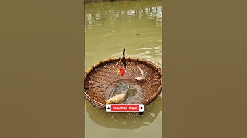 Stylish Technique Unbelievable bamboo hook Fishing video 🐠 #bigfish #handfish #amazing #shorts #fish