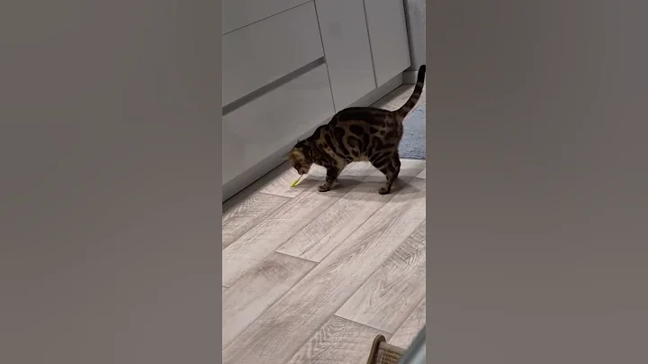 Video 11801071: bengalcat cat, bengal cat fun
