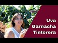 Garnacha Tintorera | Tipos de uva | Diferencia entre garnacha tinta y garnacha tintorera | Tipos uva