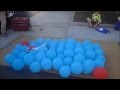 LAwithKids.com meets the Balloon Popping Dog