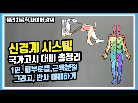 [신경계 특강 1편] Dermatome & Myotome & Reflex 원리 이해하기ㅣ &rsquo;신경계 해부학&rsquo;부터 &rsquo;측정 및 평가학&rsquo;까지 흐름으로 정리하기