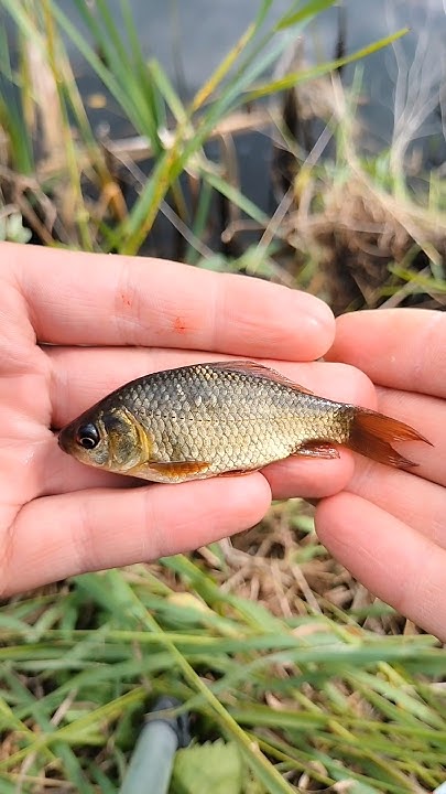 Ещё одна рыбалка в луже. #рыбалка #fishing #nature #красотыприроды # ...