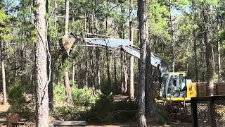 Pine tree removal - 18 trees by Fifty-something and FABULOUS 134 views 3 months ago 4 minutes, 53 seconds