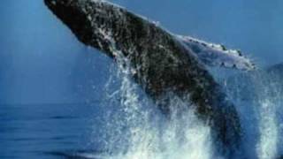 Download lagu Dj Buzz Whales Dj Buzz Whales