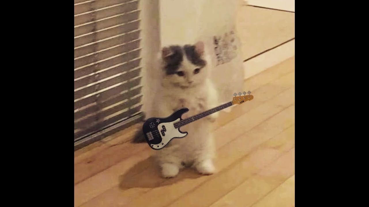 (free) laufey + bossa nova + indie type beat