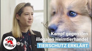 Kampf gegen den illegalen Heimtierhandel | VIER PFOTEN