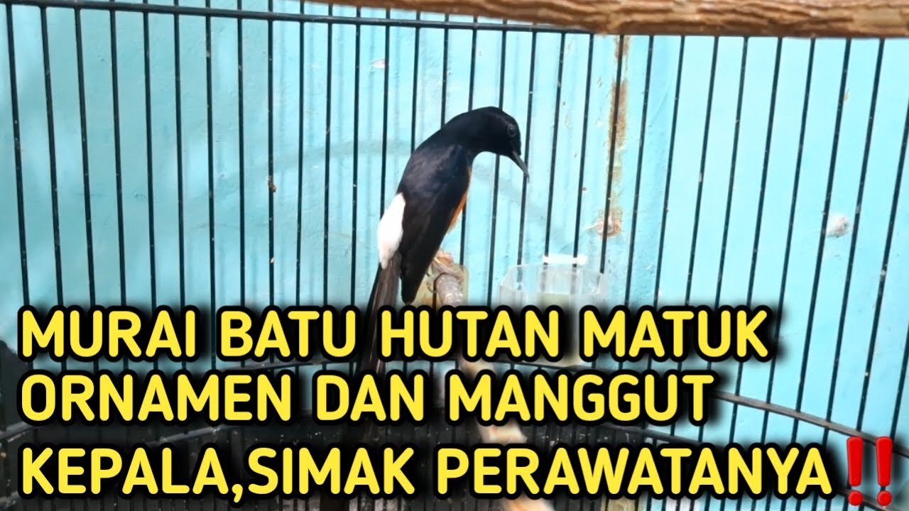 MURAI BATU HUTAN MATUK ORNAMEN DAN MANGGUT KEPALA,SIMAK PERAWATANYA‼️