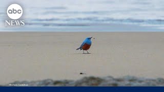 'Very rare' bird spotted in Oregon, first reported sighting in U.S. history