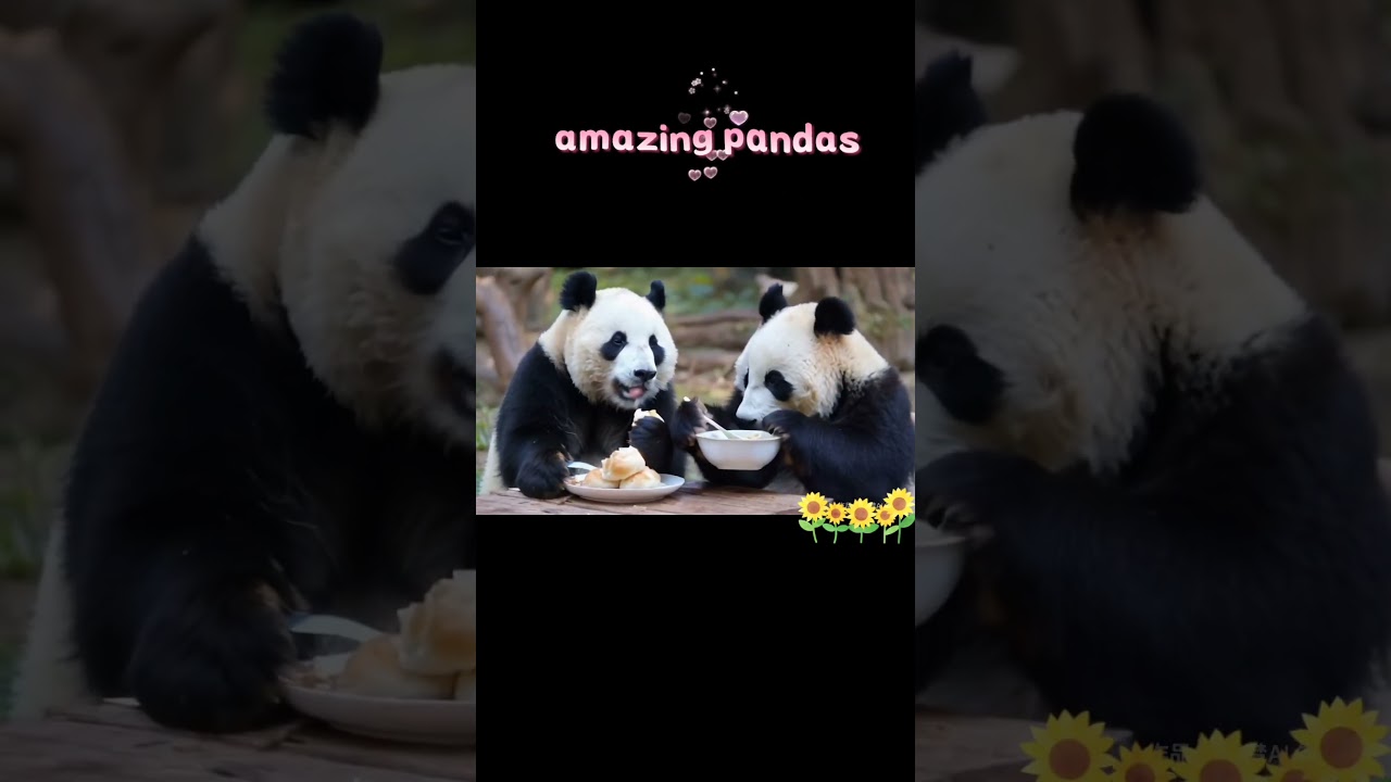 amazing pandas 