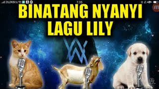 Single Terbaru - Review Lagu Lily Versi 3hewan Kucing