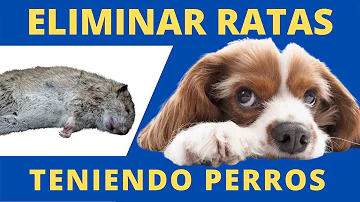 ¿Las ratas evitan a los perros?
