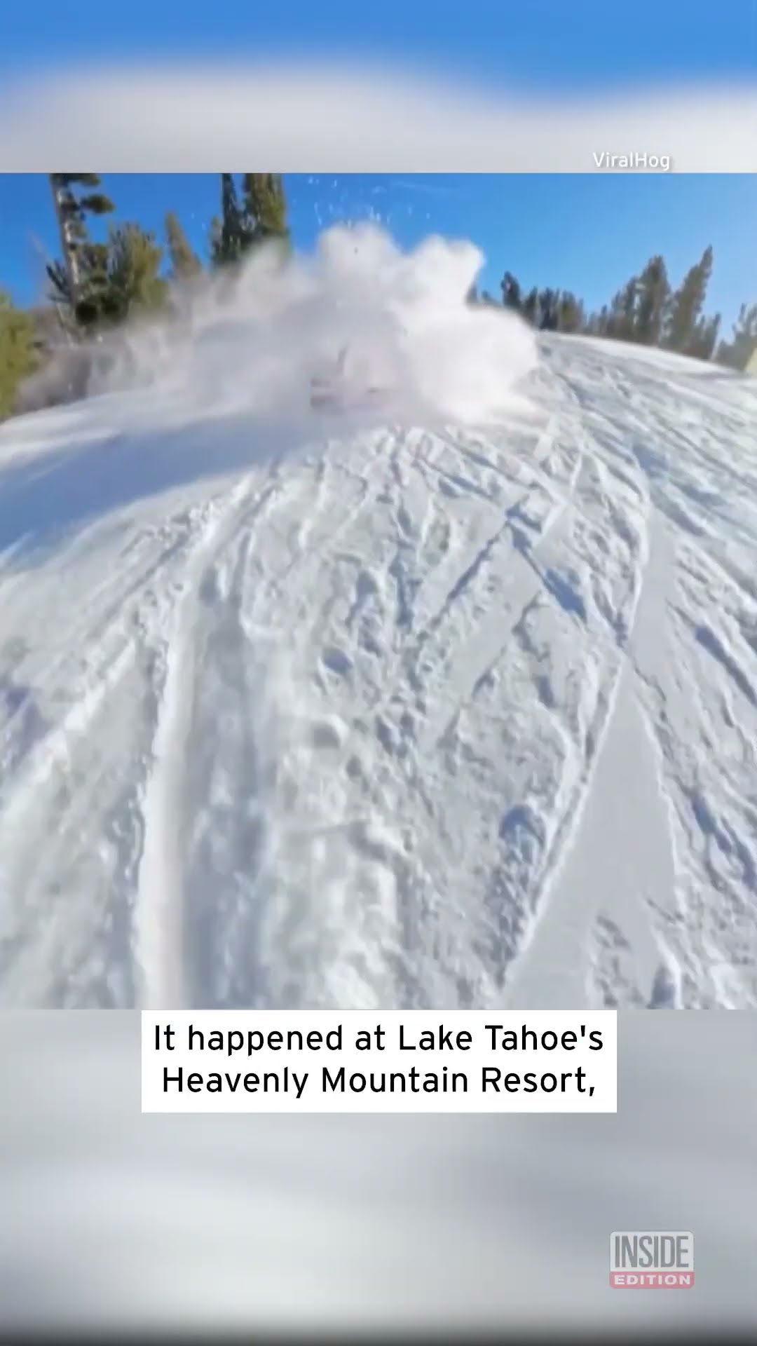 Bear Collides With Snowboarder #shorts