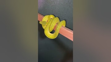 Green Tree Python (biak)