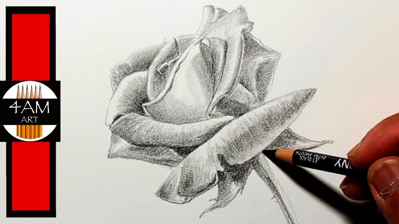 How to Draw a ROSE in Pencil, Step by Step - YouTube