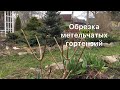 ОБРЕЗАЮ МЕТЕЛЬЧАТЫЕ ГОРТЕНЗИИ В МАЕ. Garten. Beschneiden von Hortensien im Frühjahr