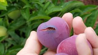 Meet My Methley Plum Tree....celebrating her 1st bounty!!!